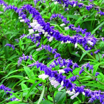 Sauge - Salvia leucantha