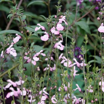 Salvia microphylla Anduus - sauge arbustive