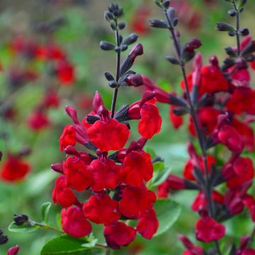 Sauge arbustive - Salvia microphylla Reve Rouge