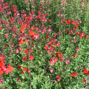 Sauge arbustive - Salvia microphylla Royal Bumble