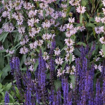 Salvia nemorosa Blauhügel