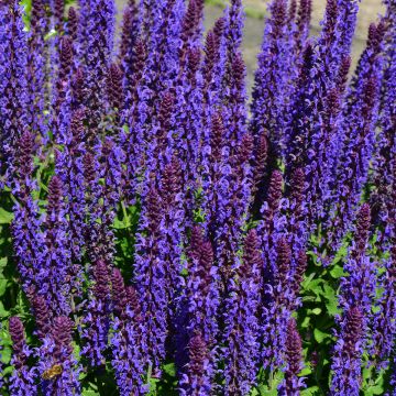 Salvia nemorosa Blue Bouquetta - Sauge des bois