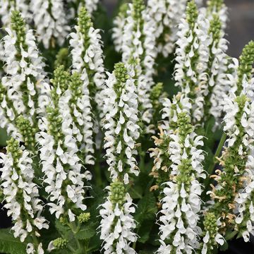 Salvia nemorosa Bumblesnow - Sauge des bois