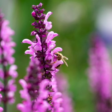 Salvia nemorosa Lyrical Rose - Sauge des bois