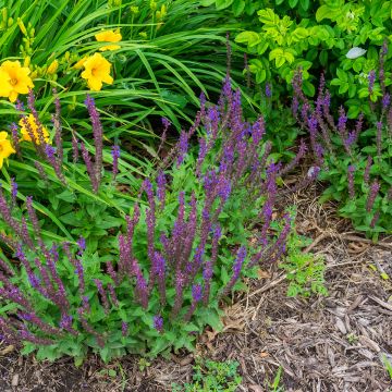 Sauge blanche ou sauge sacrée, Salvia apiana 