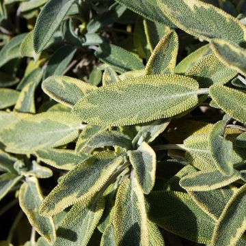 Sauge officinale Berggarten Variegated - Salvia officinalis