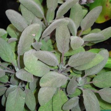Sauge officinale poupre - Salvia officinalis Purpurescens