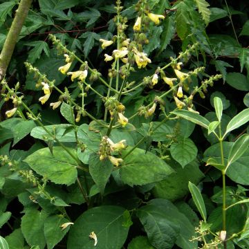 Sauge, Salvia omeiana