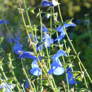 Salvia patens - Sauge gentiane