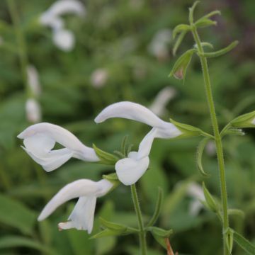 Salvia patens White Trophy - Sauge gentiane blanche