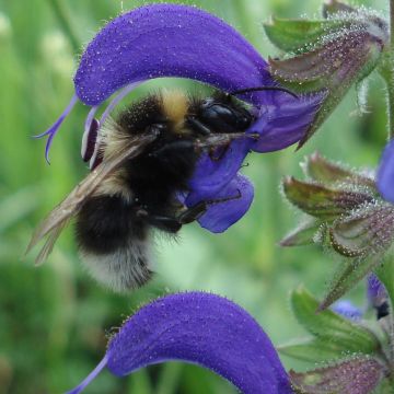 Salvia pratensis - Sauge des prés