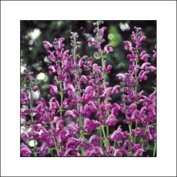 Salvia pratensis Sweet Esmeralda - Sauge des près