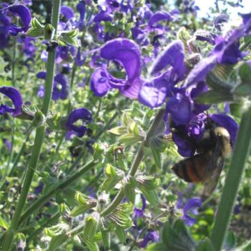 Salvia pratensis Twilight Serenade - Sauge des près