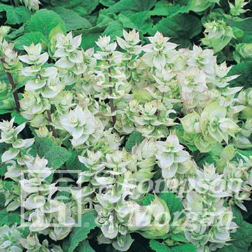 Salvia sclarea var. turkestanica - Sauge sclarée 