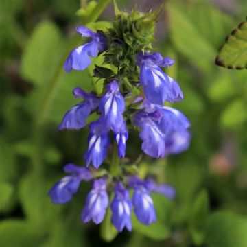 Salvia setulosa - Sauge hérissée