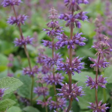 Sauge verticillée - Salvia verticillata Endless Love