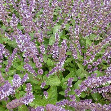 Salvia verticillata Hannay's Blue - Sauge verticillée.