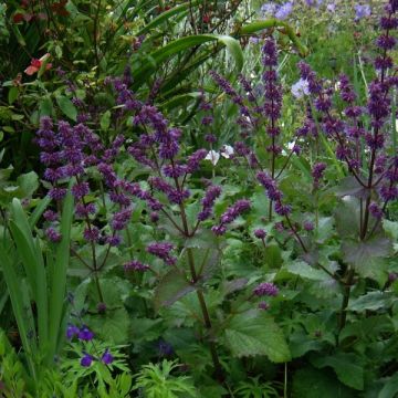 Sauge verticillée - Salvia verticillata Purple Rain