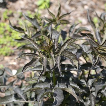 Sureau noir - Sambucus nigra Straight Laced