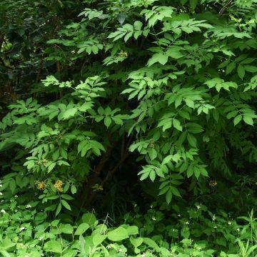 Sureau noir panaché - Sambucus nigra Variegata