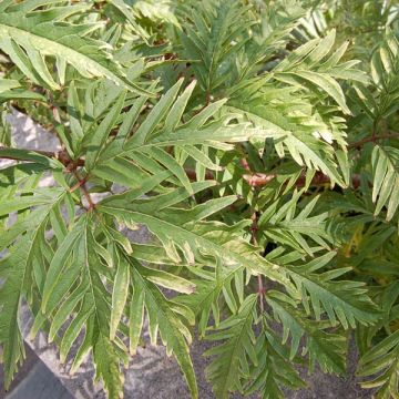 Sureau à grappes - Sambucus racemosa Sutherland Gold