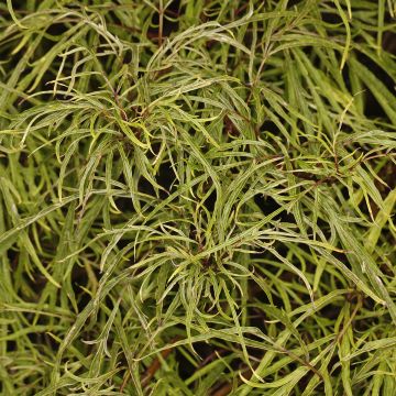 Sureau Lemony Lace - Sambucus racemosa