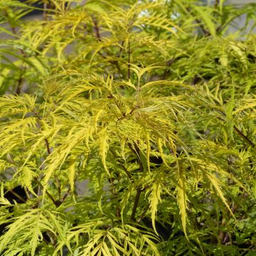 Sureau à grappes - Sambucus racemosa Welsh Gold