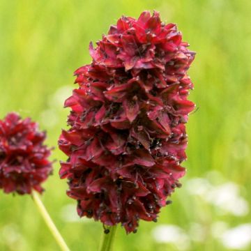 Sanguisorba Little Angel - Pimprenelle Little Angel