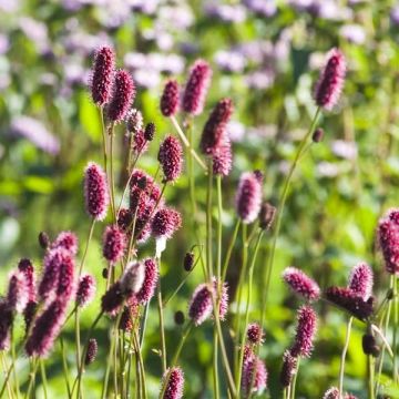 Sanguisorba menziesii - Sanguisorbe rouge