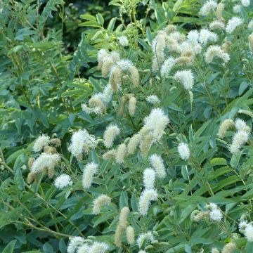 Sanguisorba canadensis - Pimprenelle du Canada