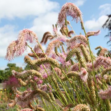 Sanguisorba hakusanensis - Pimprenelle