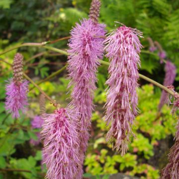 Sanguisorba obtusa - Pimprenelle japonaise