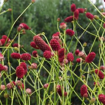 Sanguisorba officinalis Arnhem - Grande pimprenelle