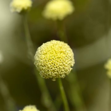 Santolina rosmarinifolia - Santoline à feuilles de romarin