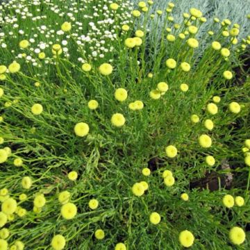 Herbe à olive - Santolina viridis