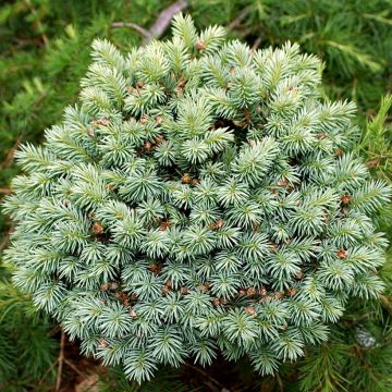 Sapin bleu, Epicéa du Colorado - Picea pungens Blue Pearl