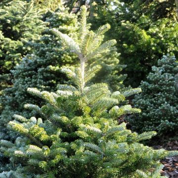 Sapin de Corée - Abies koreana Samling