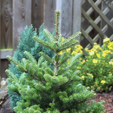 Sapin de Corée nain - Abies koreana Molli