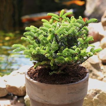 Sapin de Corée nain - Abies koreana Oberon