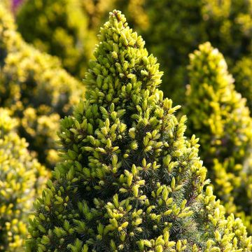 Epinette blanche - Picea glauca Sun on the Sky