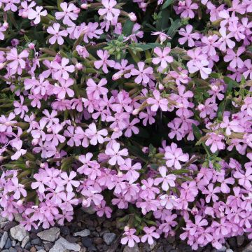 Saponaria Max Frei - saponaire hybride