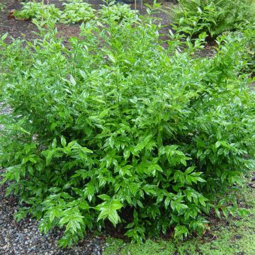 Sarcococca ruscifolia - Sarcocoque à feuilles de Ruscus