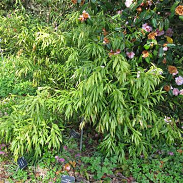 Sarcococca saligna - Sarcocoque à feuilles de saule