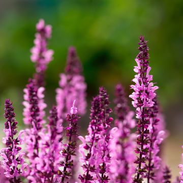 Sauge - Salvia nemorosa Caradonna Pink