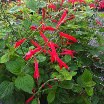 Sauge du Mexique - Société Nationale d'Horticulture de France