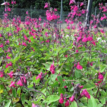 Sauge arbustive Cero Potosi - Salvia microphylla