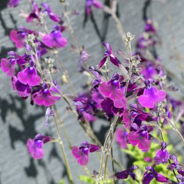 Sauge arbustive Nachtvlinder - Salvia microphylla
