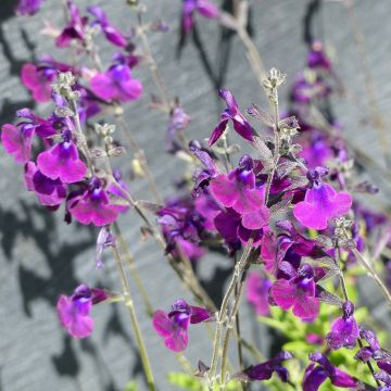 Sauge blanche sacrée - Salvia apiana - Vivace arbustive