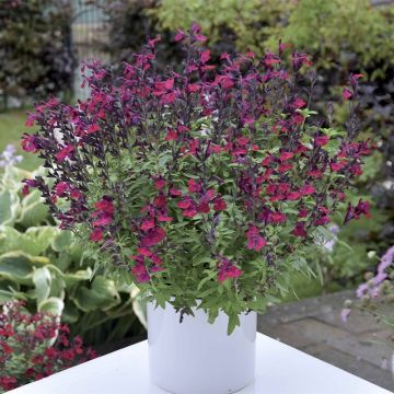 Sauge arbustive - Salvia greggii Mirage Burgundy