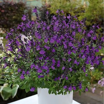 Sauge arbustive - Salvia greggii Mirage Violet